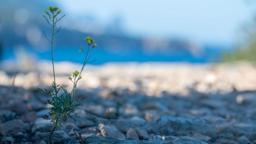 Ejemplar de rabanizaibicenca fotografiadoen Cala Tarida.