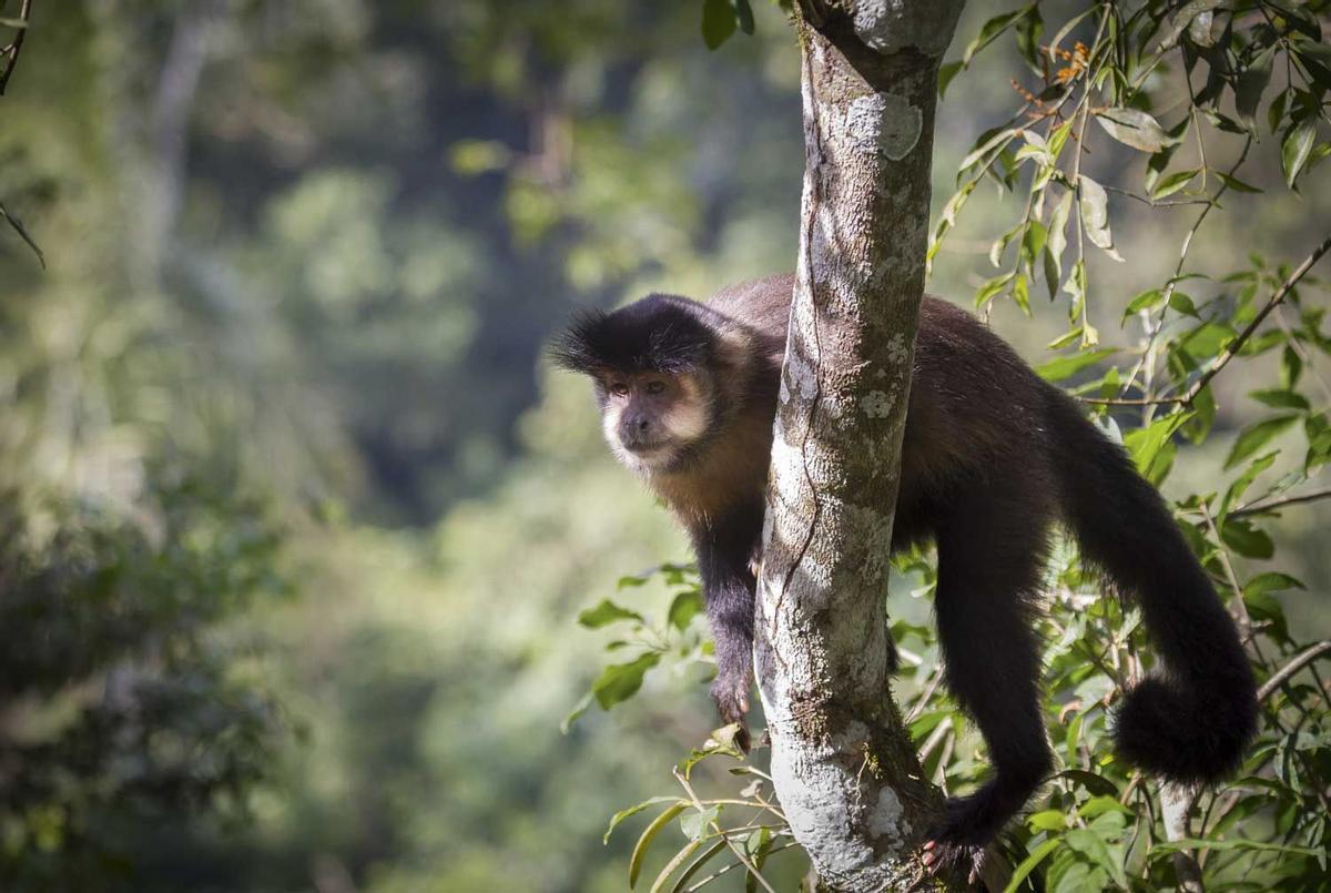 Mono de la Reserva Nacional de Iguazú