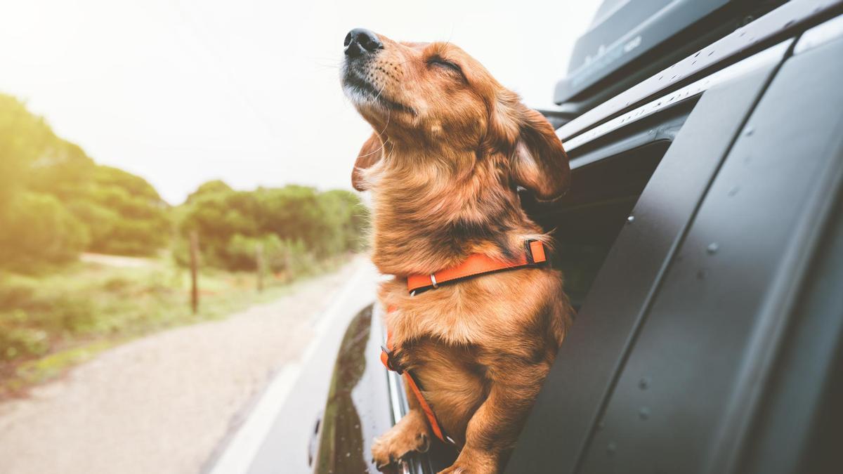Viaja con tu perro este verano y protégelo del calor