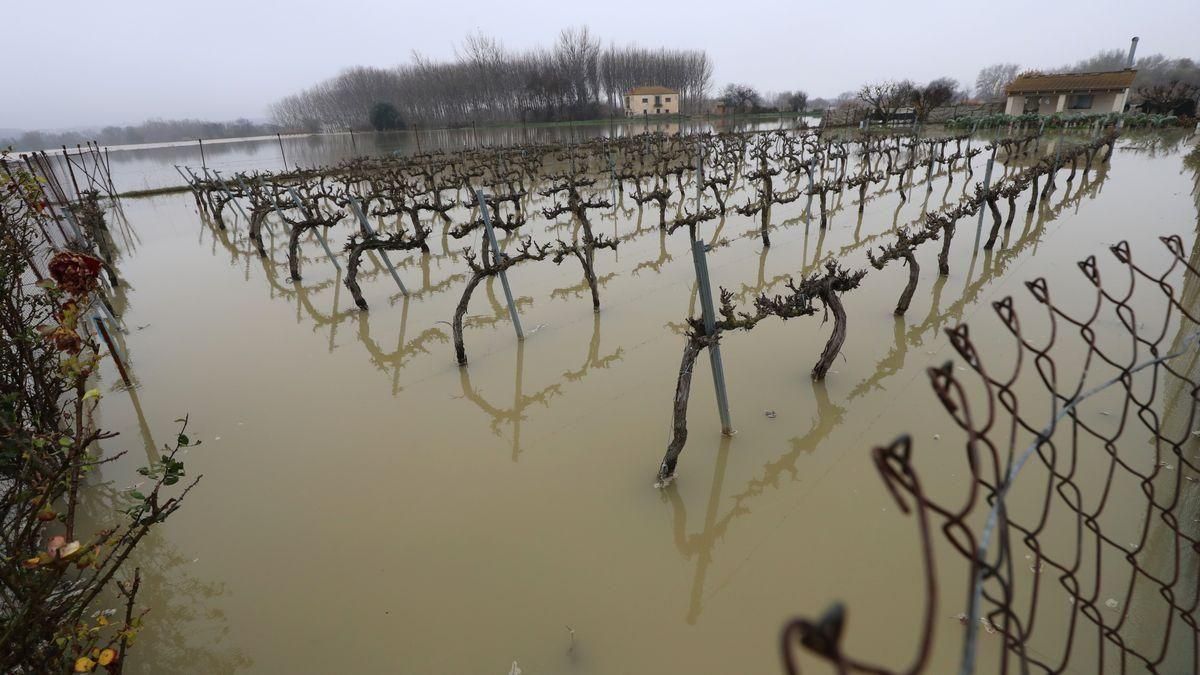 L’anticipació de la riuada de l’Ebre fa témer el cobrament de les assegurances al camp