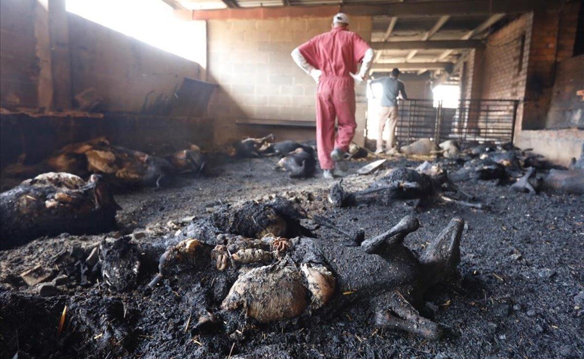 zentauroepp48817596 incendio en ebre 27 06 2019 incendio forestal terres de l eb190627130622