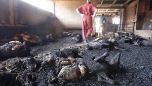 zentauroepp48817596 incendio en ebre 27 06 2019 incendio forestal terres de l eb190627130622