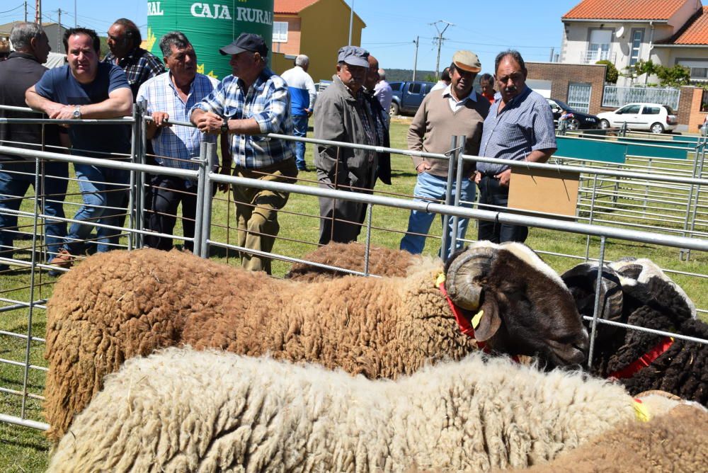 Feria ganadera de San Miguel en Carbajales de Alba