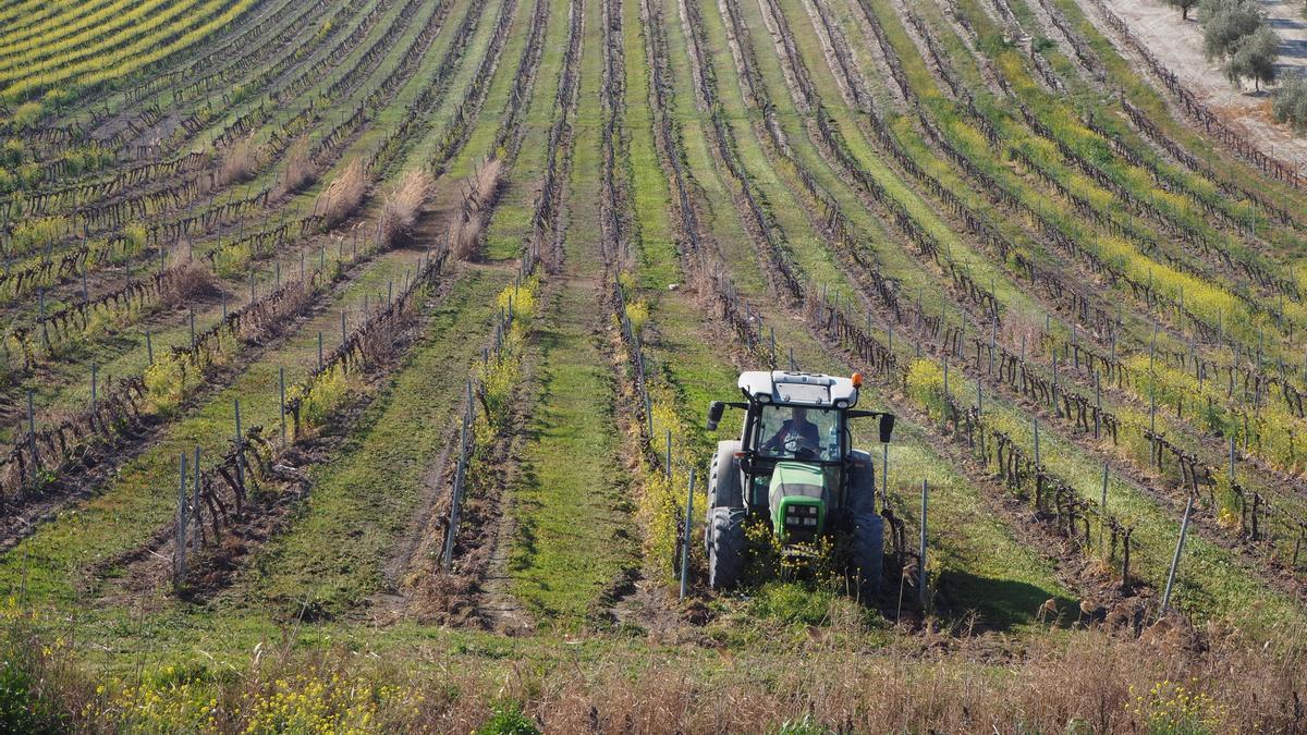 Un tractor ara un viñedo ecológico situado en el término municipal de Santaella.