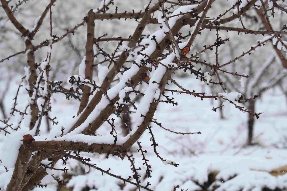 Nieve en Coy, Lorca