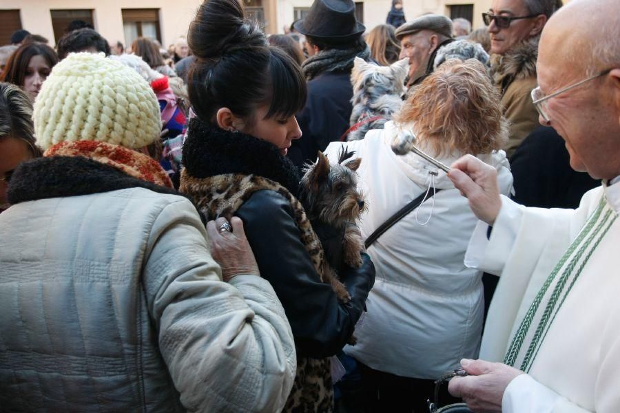 Los perros gobiernan por san Antón en Zamora