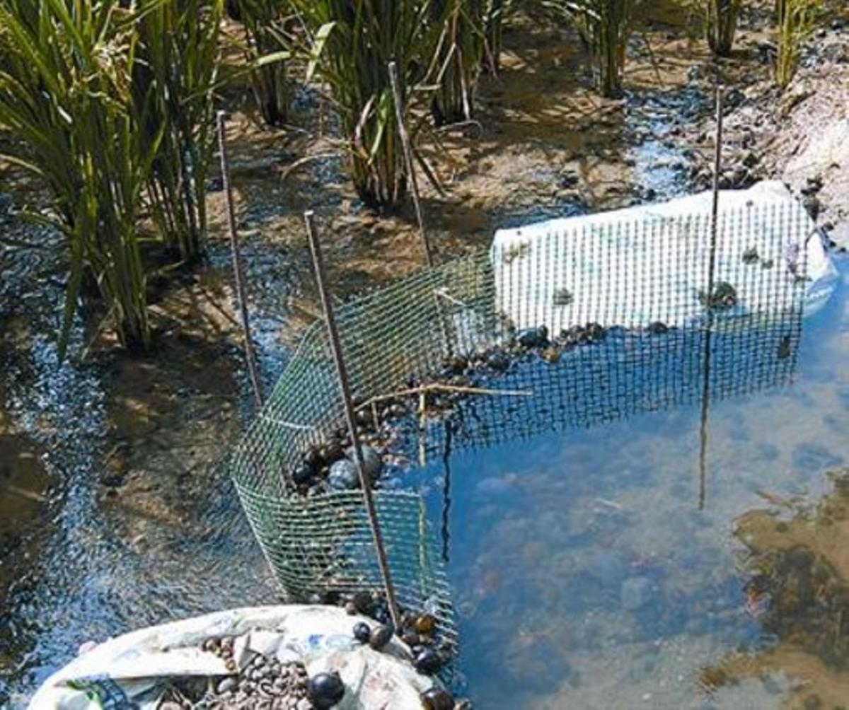 Una xarxa per evitar que cargols poma entrin en un arrossar.