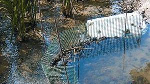 Una xarxa per evitar que cargols poma entrin en un arrossar.