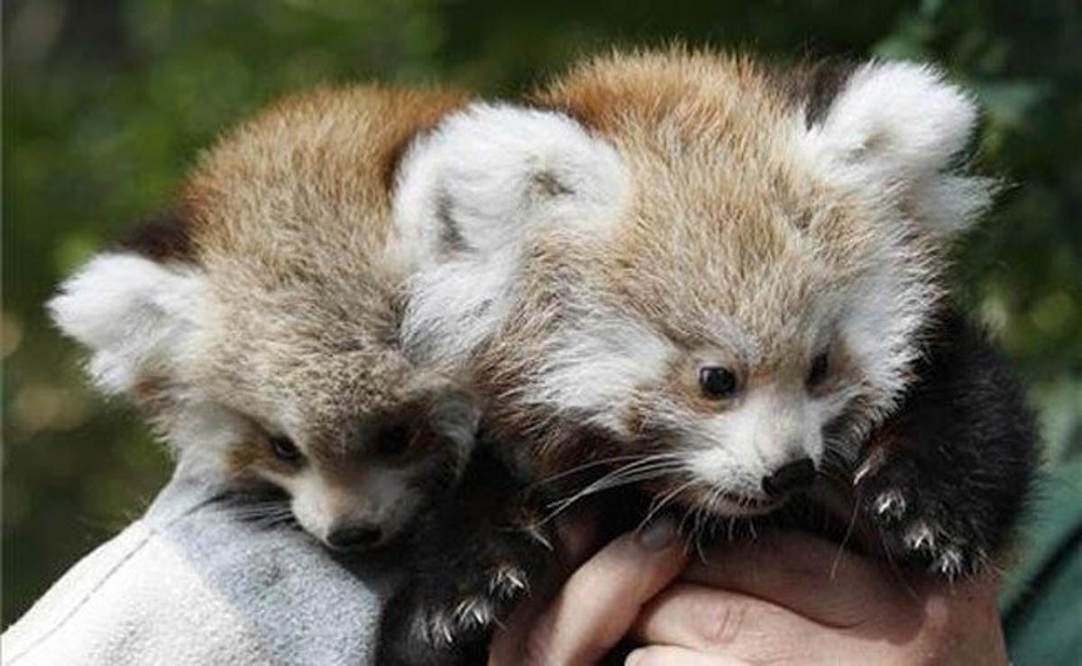 Dos bessons de panda vermell acabats de néixer, al zoològic Tierpark de Berlín (Alemanya).