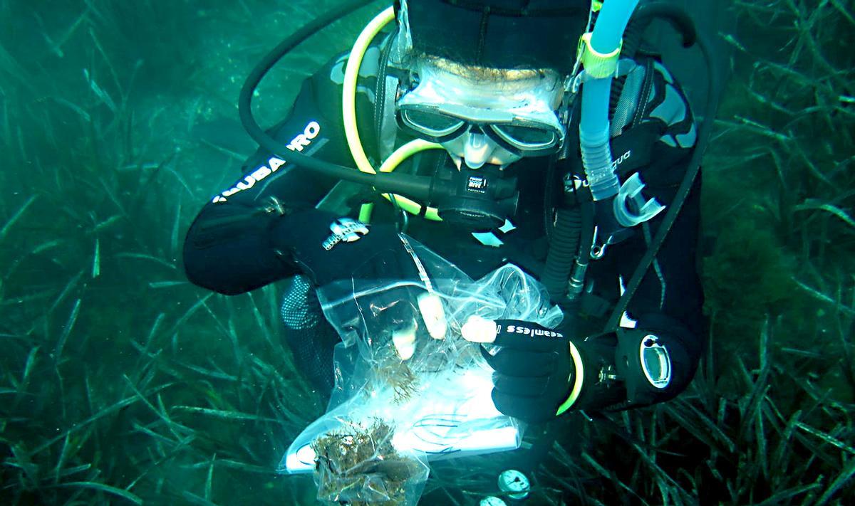 Extracción de muestras de esta macroalga.