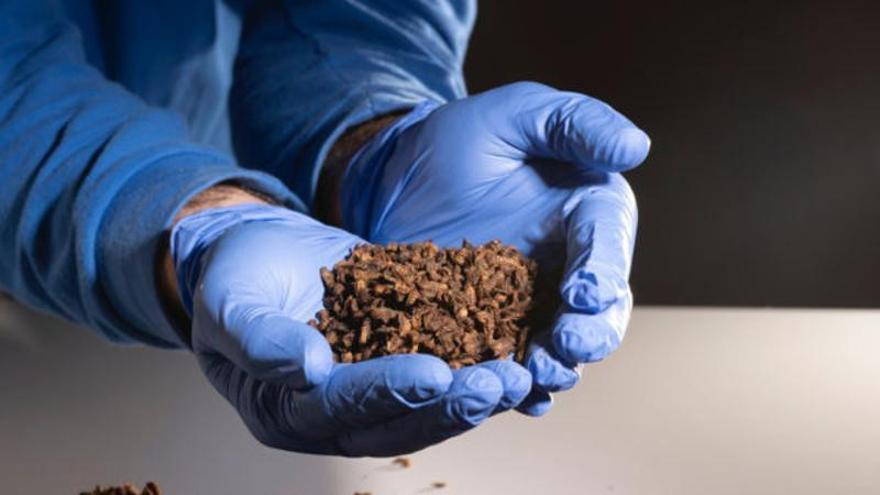 Bioflytech, la biotecnológica que dio el salto de Murcia a G