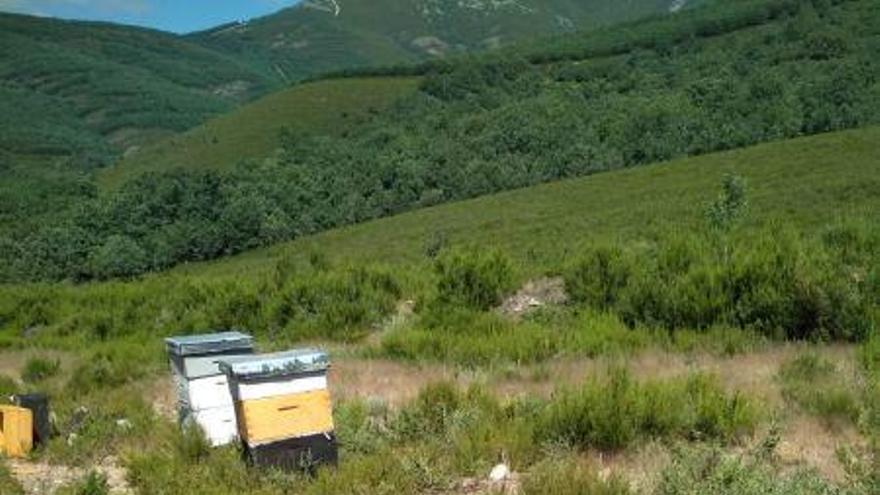 Colmenas destrozadas por el oso en Muelas de los Caballeros