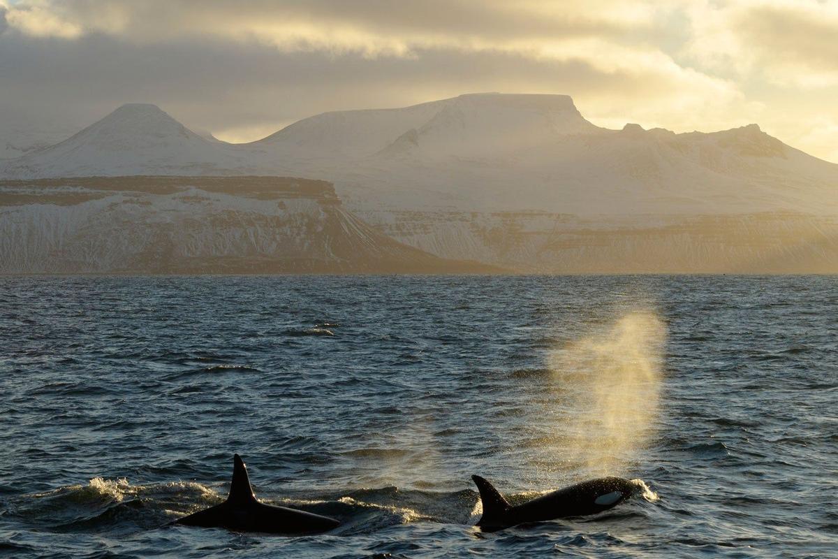 Avistamiento de orcas en Islandia