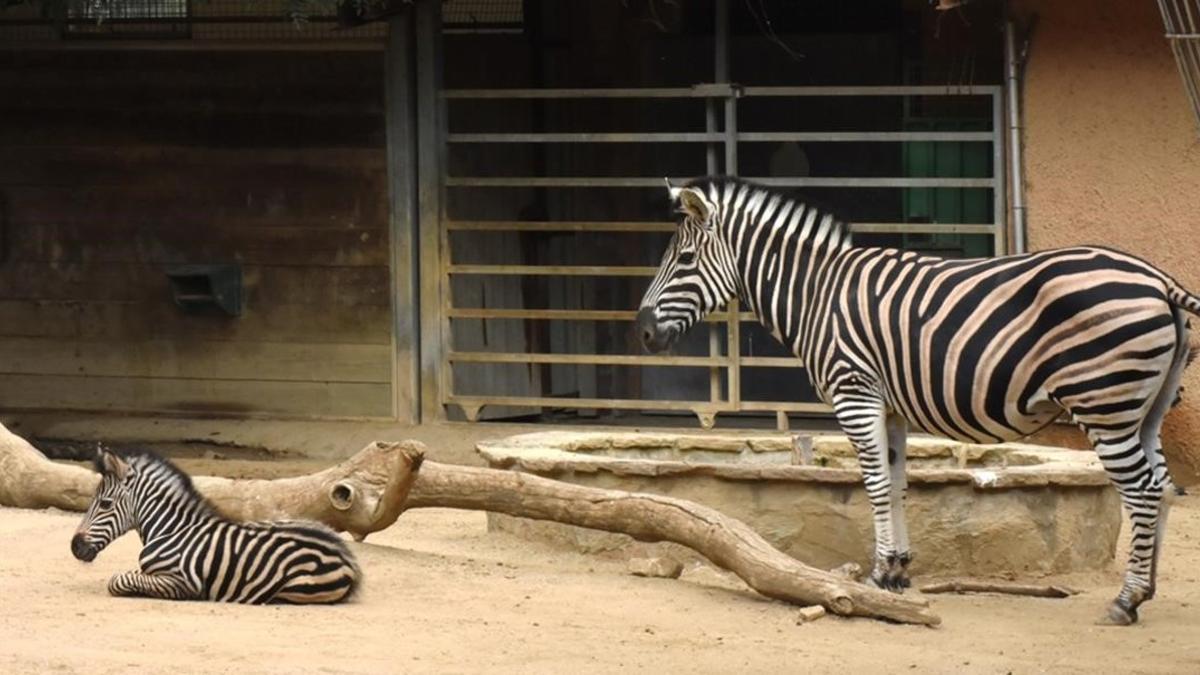 El passat 27 de setembre va neixer al Zoo de Barcelona una cria de zebra