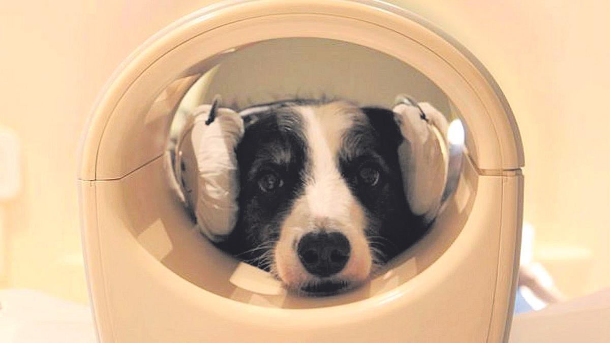 Un perro se somete a un escáner cerebral como parte de un experimento neurocientífico.