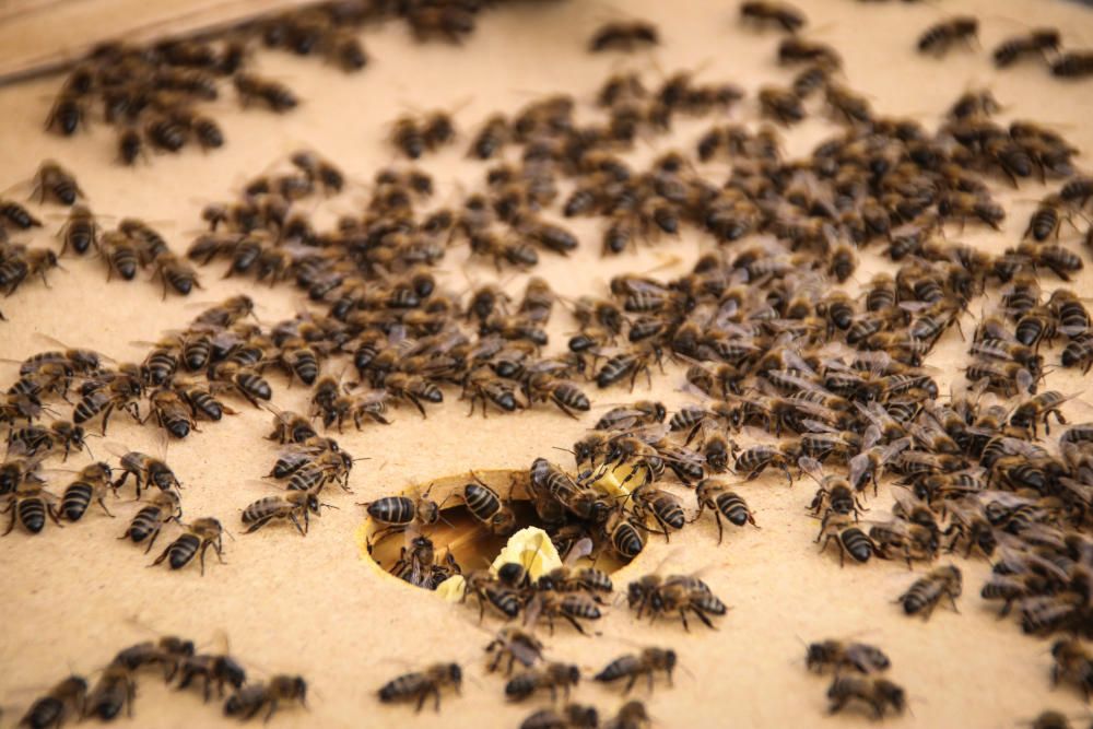 La fumigación contra la Xylella acaba con el 30% de los panales de abejas de la provincia de Alicante.