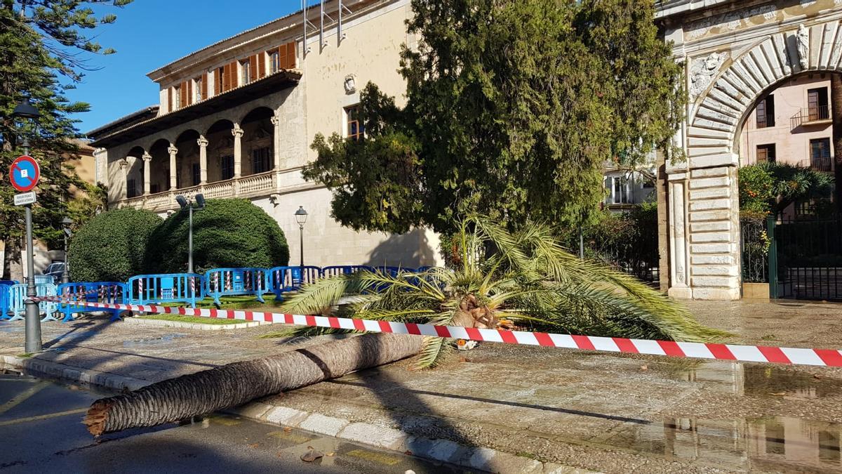 Palma cierra sus parques debido a las fuertes rachas de viento