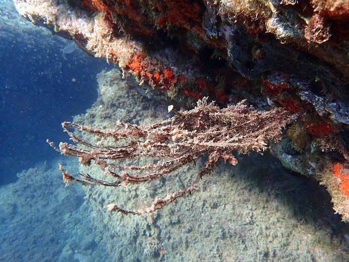 Un corall blanc mort vist per Oservadors del Mar.