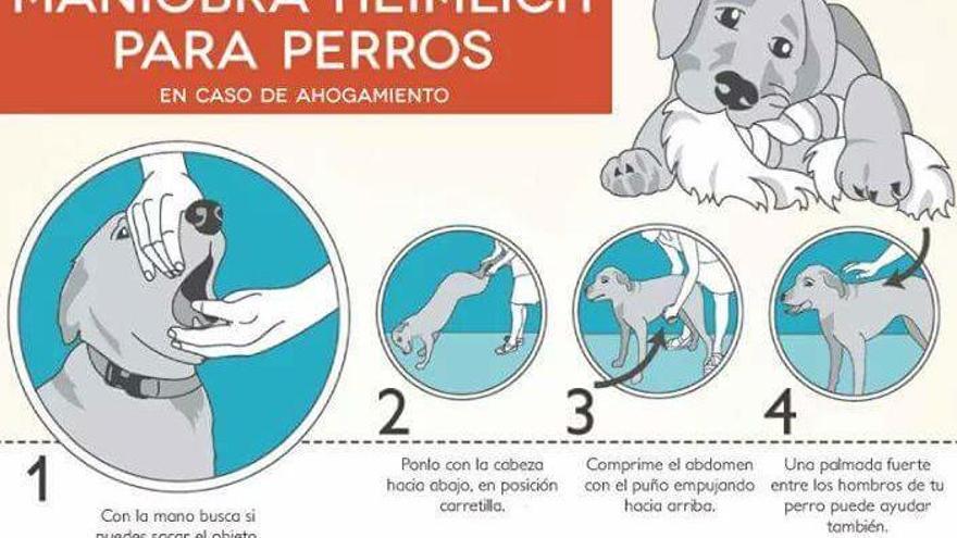 ¿Sabes como actuar si tu perro se atraganta?