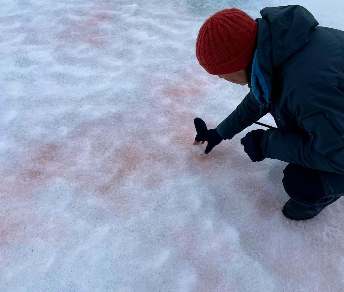 Algas rosas en la Antártida.