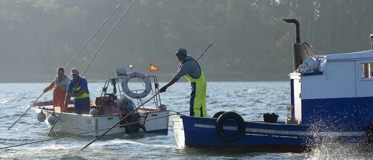 Trabajos de marisqueo a flote en Os Lombos do Ulla, una de las zonas comunes de la ría arousana. // Noé Parga