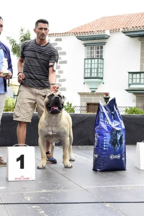 Celebración del I Certamen Nacional de perro ...