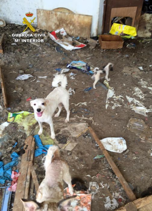 Investigan a una mujer que tenía 15 perros desnutridos en Abanilla