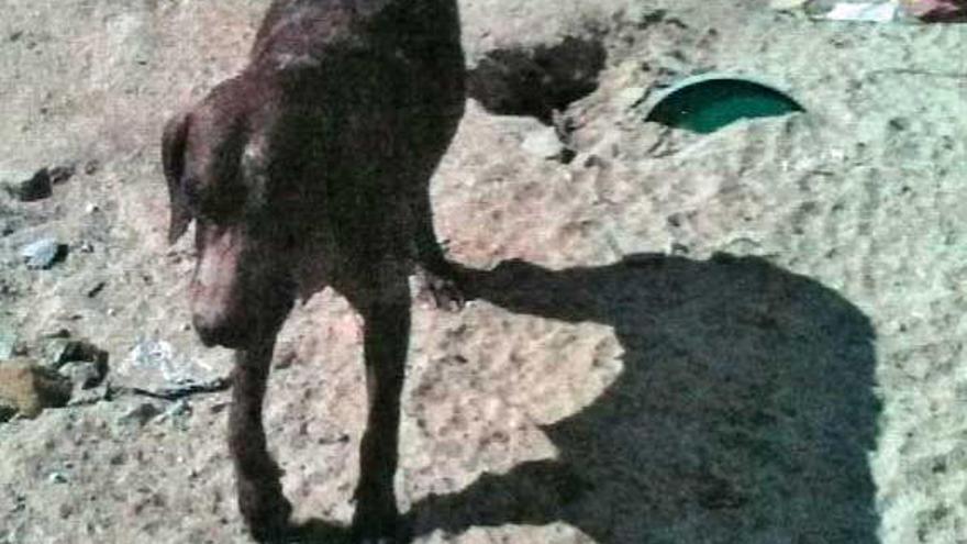 Uno de los perros fallecidos. A la derecha, la perrita que vivió cuando la encontró la Policía.