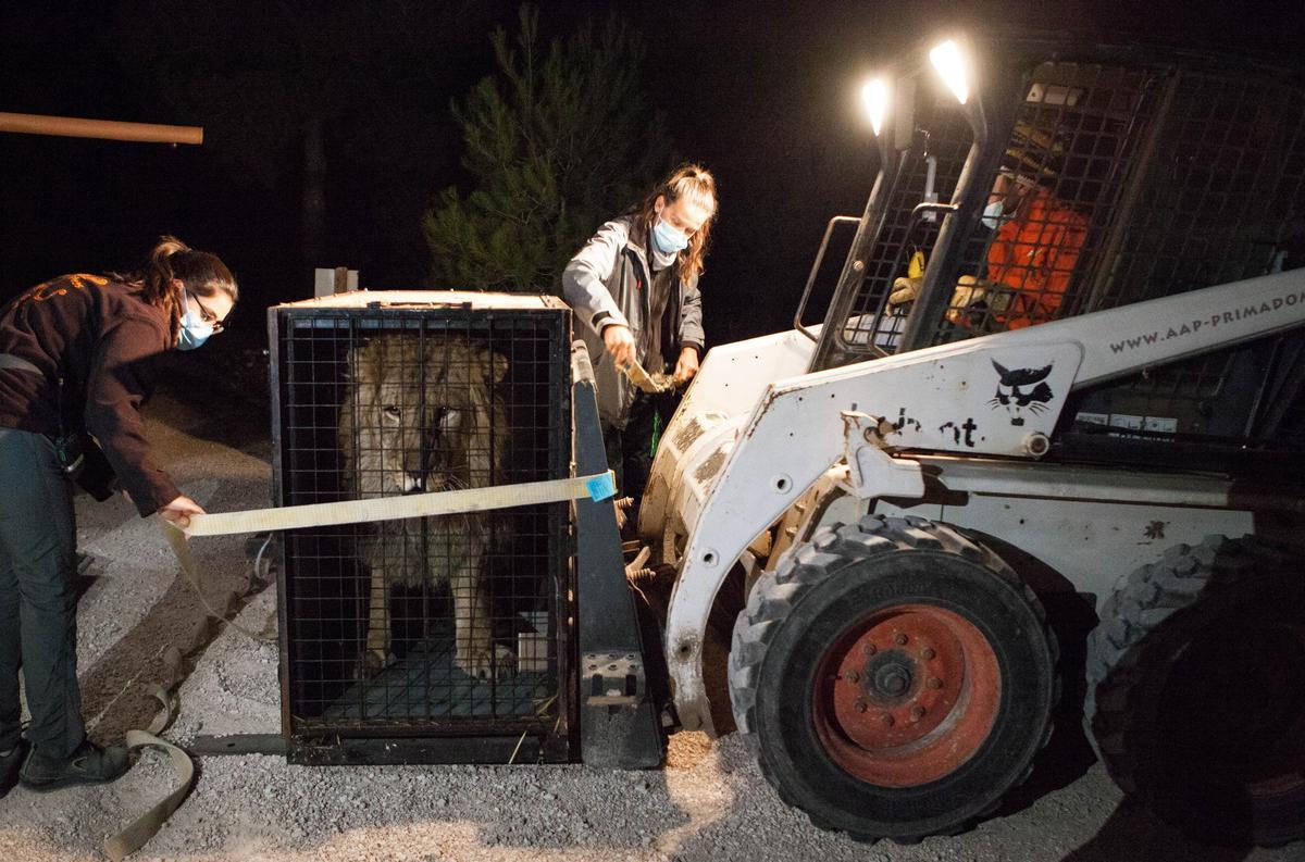 El león cuando llego a Villena desde Ucrania.