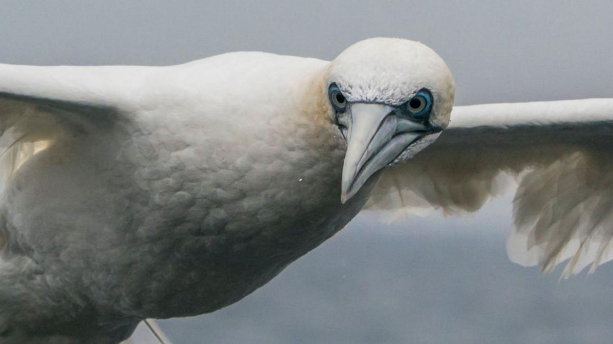 Un alcatraz adulto, observado y fotografiado desde el barco “Chasula”. |  // XABIER V. PUMARIÑO / BIRDING.GAL