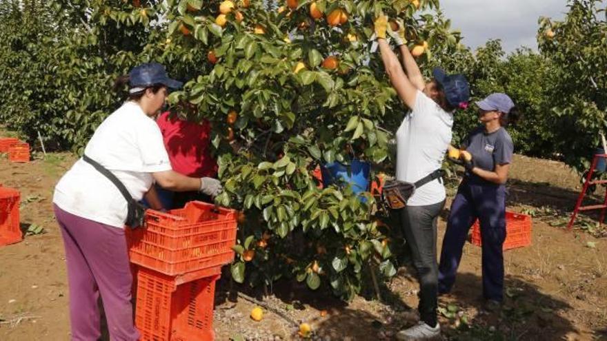 La Unió estima que la cosecha de caqui crecerá otro 14 % en la nueva campaña