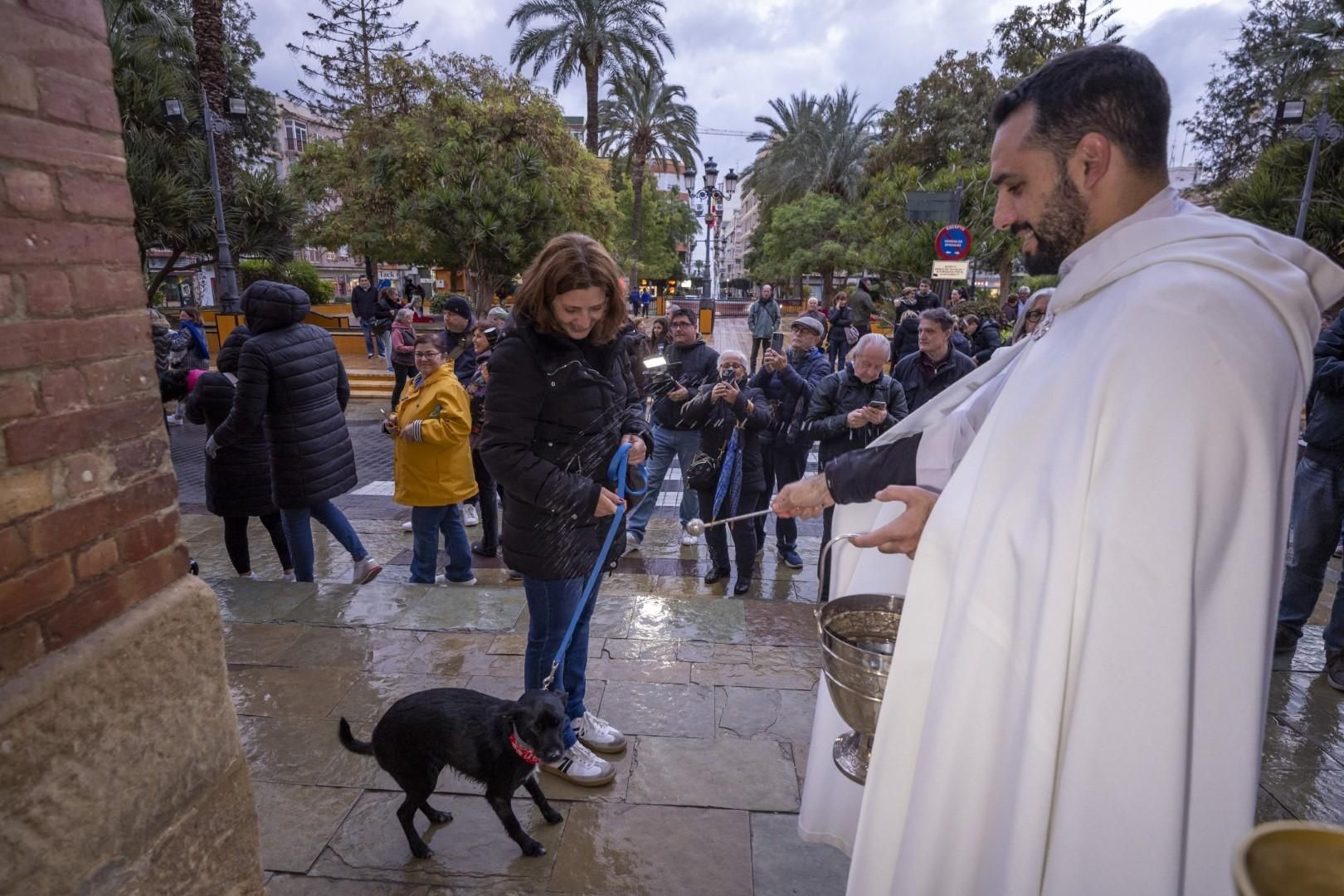 Bendición de animales por San Antón bajo una lluvia invernal en Torrevieja