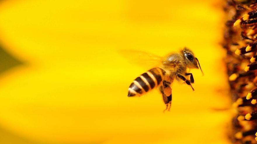 El declive de los insectos polinizadores amenaza la alimentación mundial