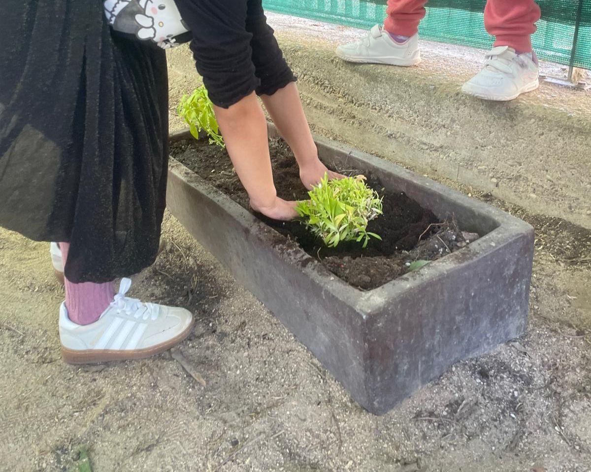 Plantació de