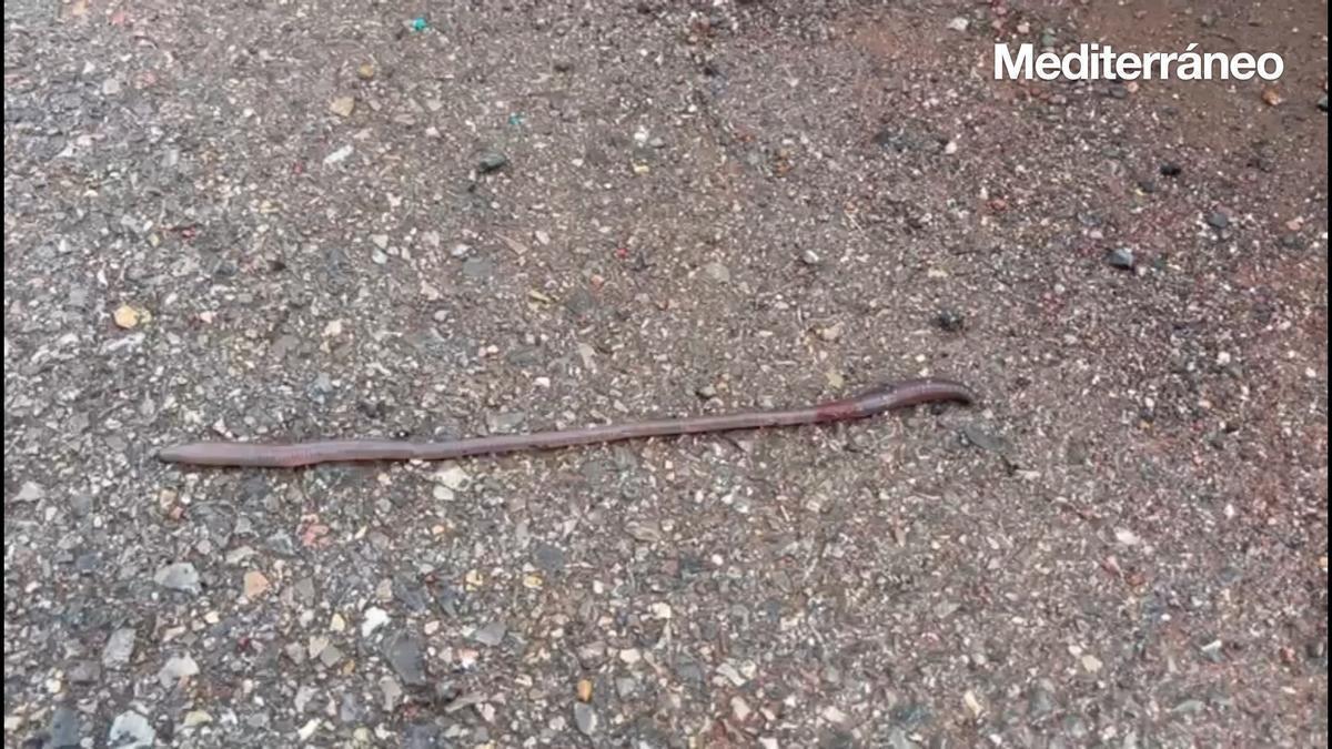 Els cucs de terra es deixen veure molt poc, però són uns éssers vius essencials