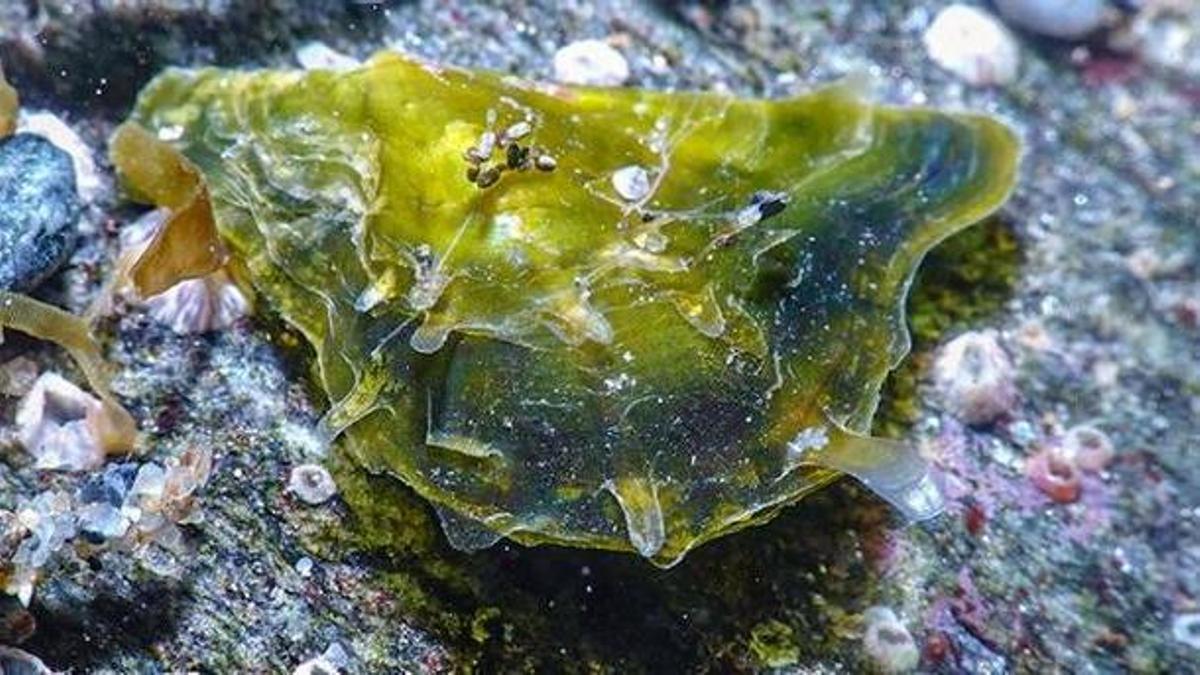 La ostra perlífera invasora 'Pinctada Radiata' en las costas del Mediterráneo.