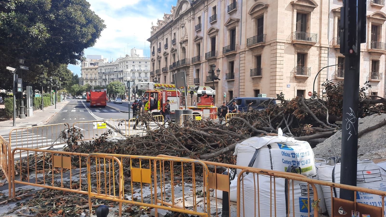 Se desploma parte de uno de los ficus centenarios del Parterre