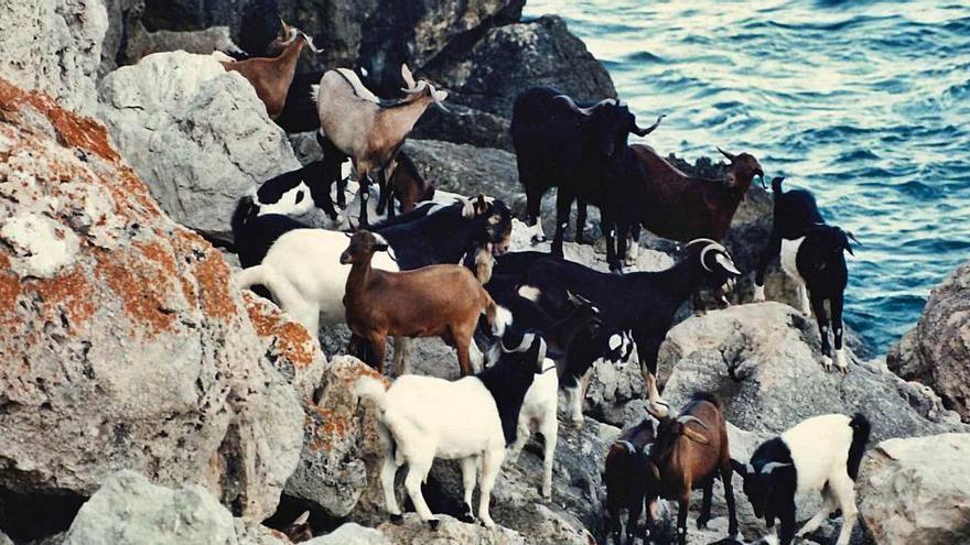 Rebaño de cabras que habitaba en es Vedrá hace 30 años.