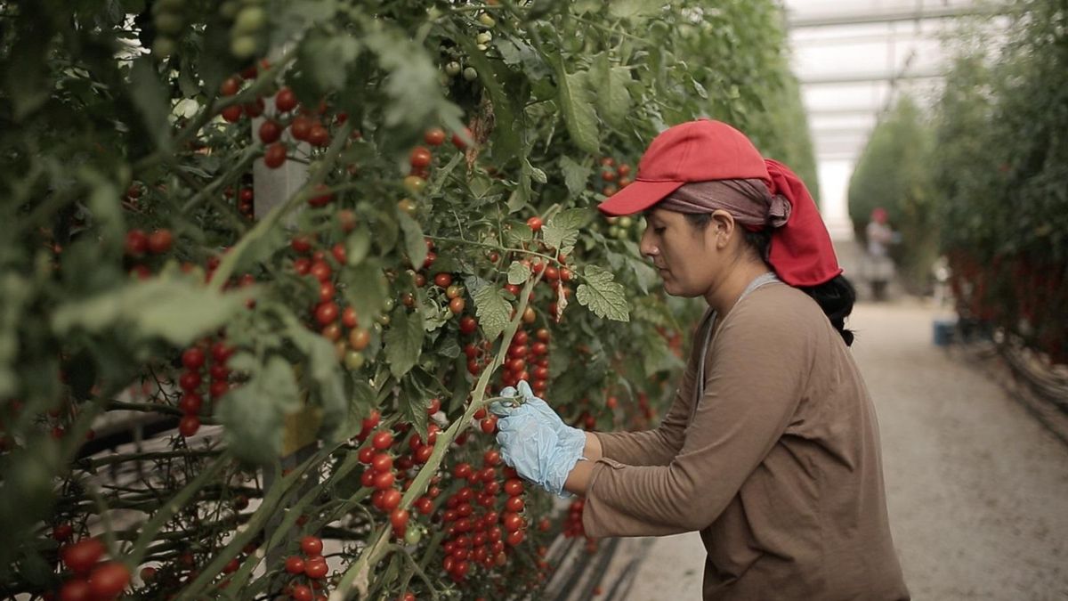 Con sus plantas de alta eficiencia dejan de verter a la atmósfera millones de kg de CO2.