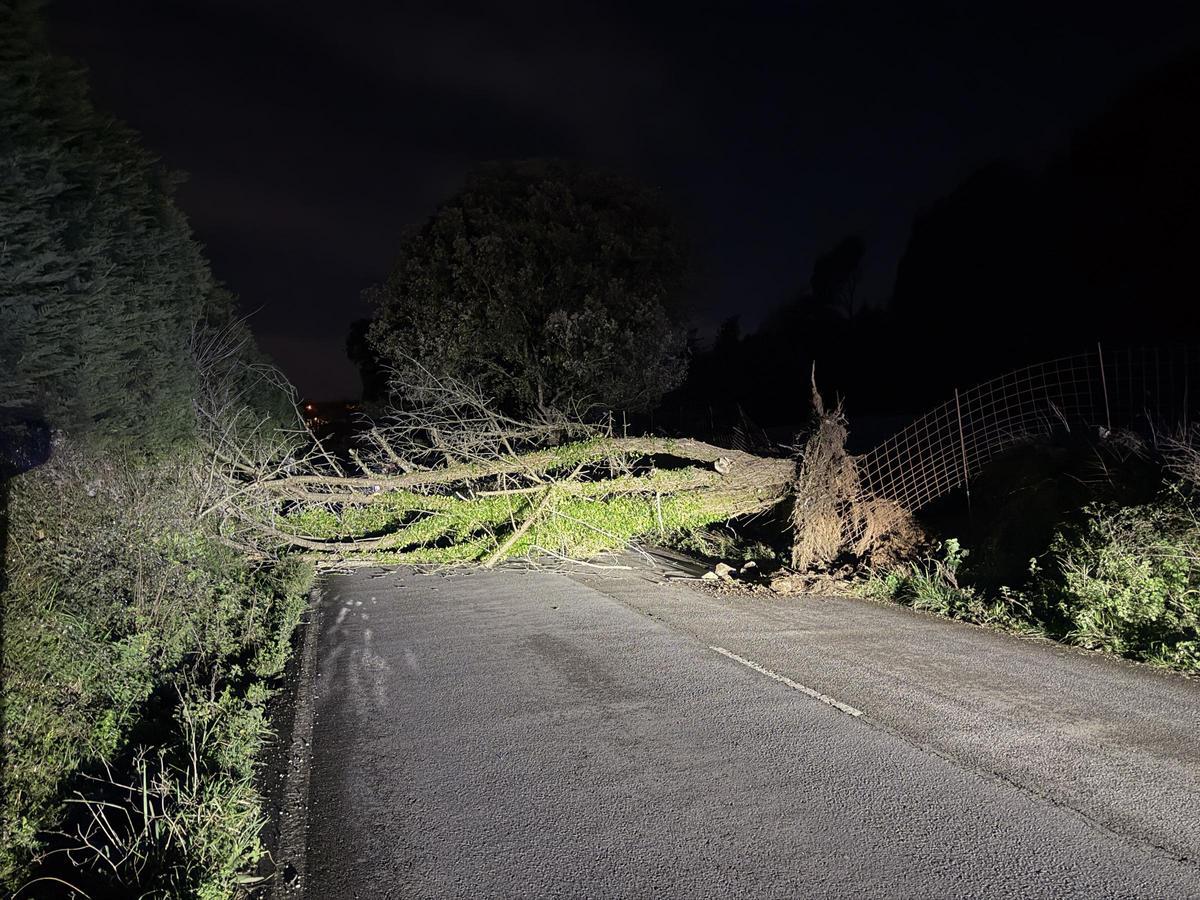 La carretera Llanes-Ribadesella, cortada por la caída de un árbol.