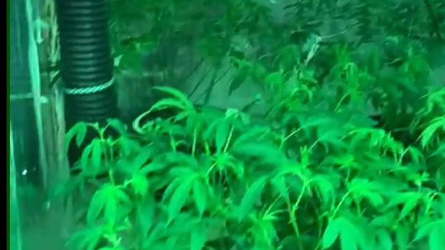 Desmantelada una plantación de marihuana en un 'grow shop' de Ibiza