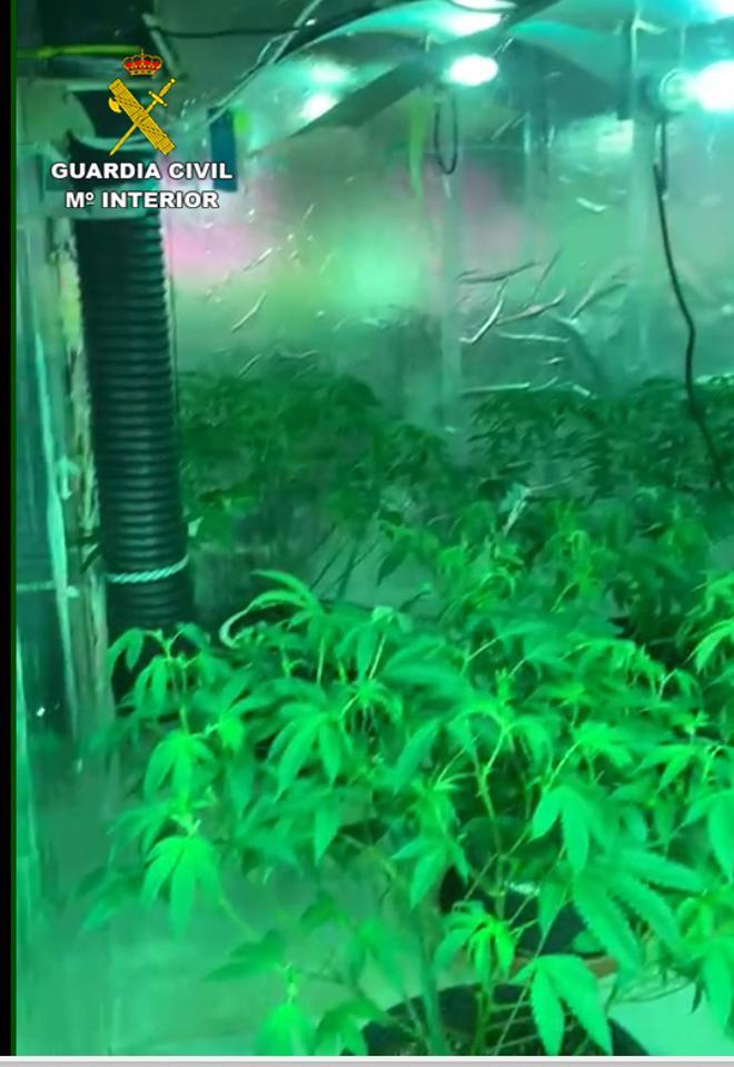 Desmantelada una plantación de marihuana en un 'grow shop' de Ibiza