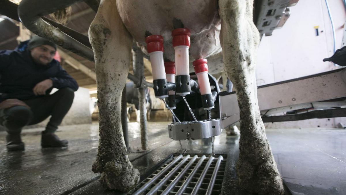 Manuel Álvarez Ron, de la ganadería Baldomero (Tinéu), al pie d&#039;un robot pa catar con una vaca frisona. | Miki López