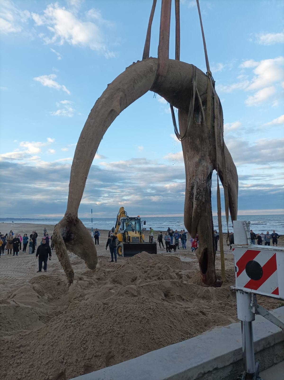 Trabajos para trasladar el cadáver de una ballena en Gandia.