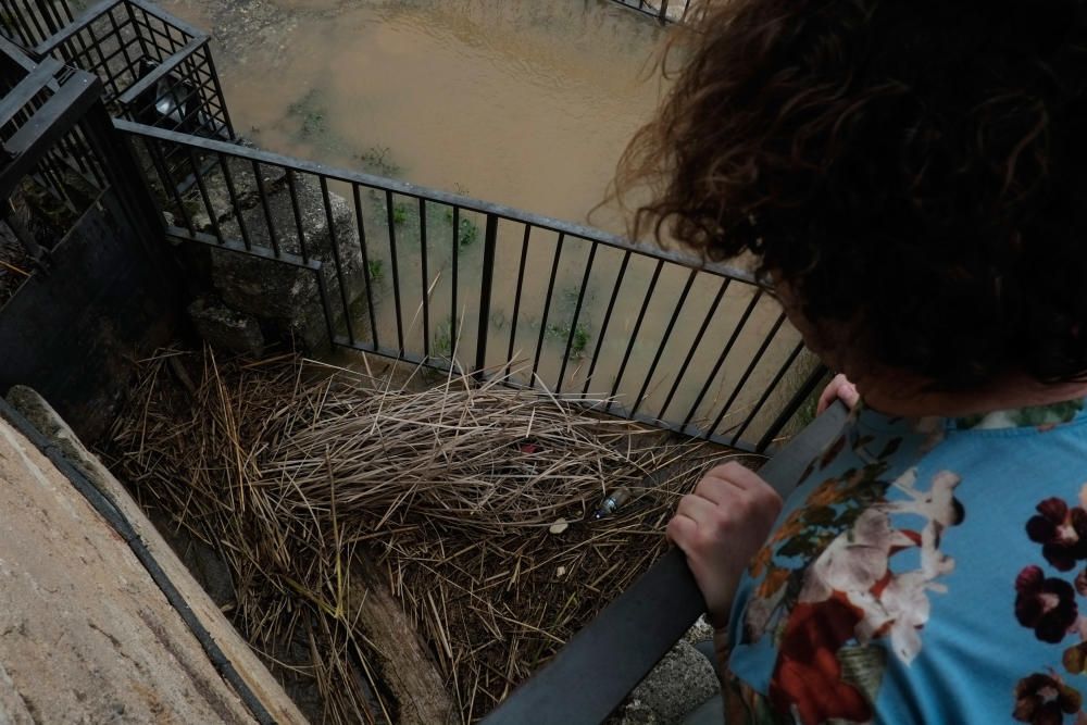 Crecida del río Duero