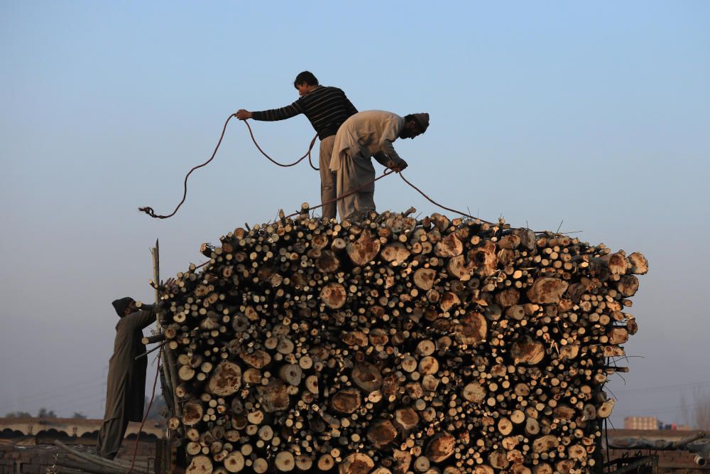 Workers tie a rope to a pile of freshly cut wood ...