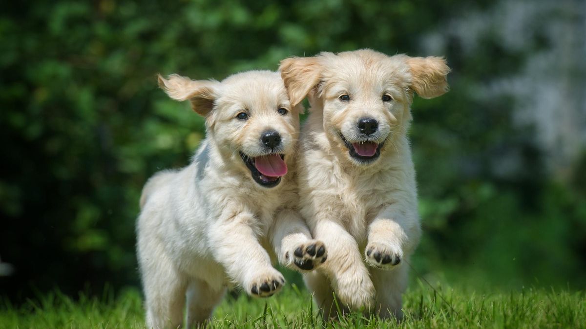 Dos perros juegan en el cesped