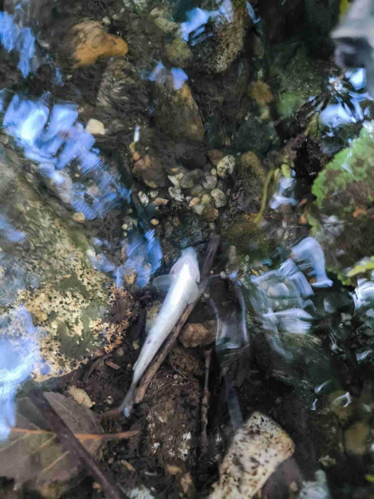 Otro ejemplar muerto en el río.