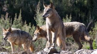 La caza del lobo estará prohibida en toda España