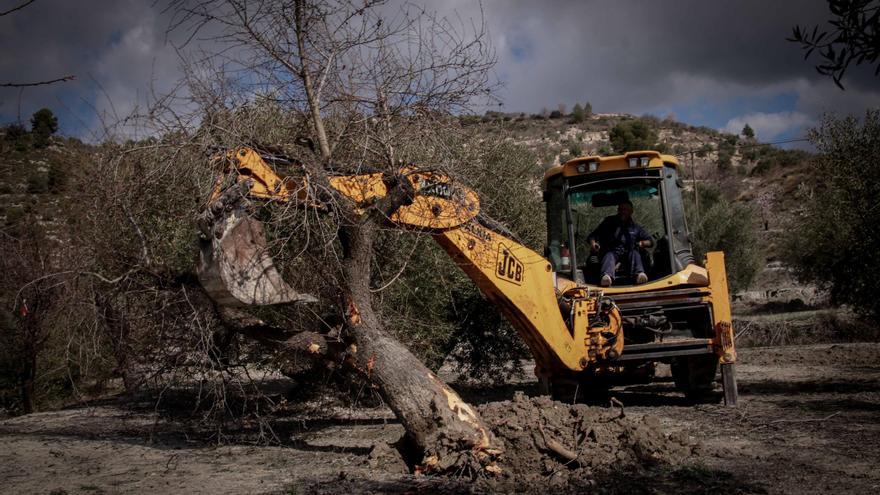 Freno al impacto de la xylella